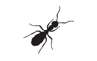 information extermination fourmi – silhouette fremille noir sur fond blanc