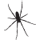 araignée du québec - silhouette arachnide noir sur fond blanc